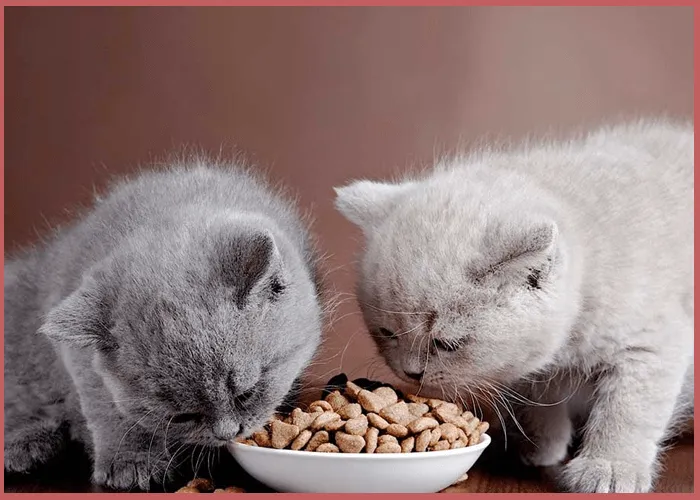 Чем правильно кормить британского котенка?