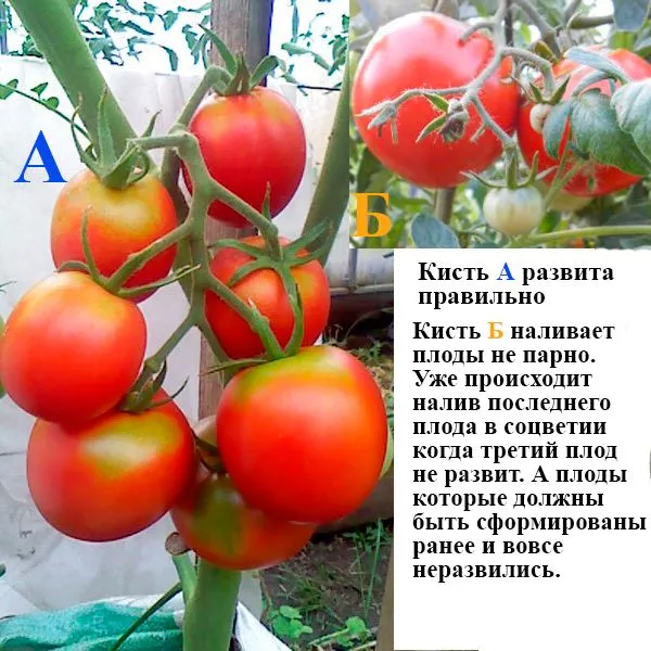 подкормка томатов во время цветения