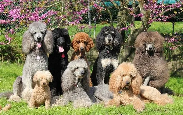 Добрые-породы-собак-Названия-описание-особенности-и-фото-добрых-пород-собак-13
