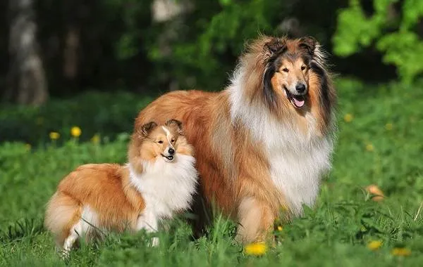 Добрые-породы-собак-Названия-описание-особенности-и-фото-добрых-пород-собак-10
