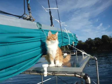 Кот-полидакт на корабле