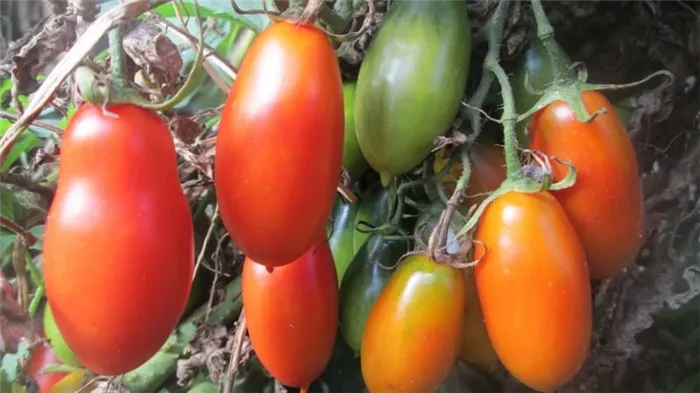 Некапризный в уходе и идеально подходящий для засолки томат 