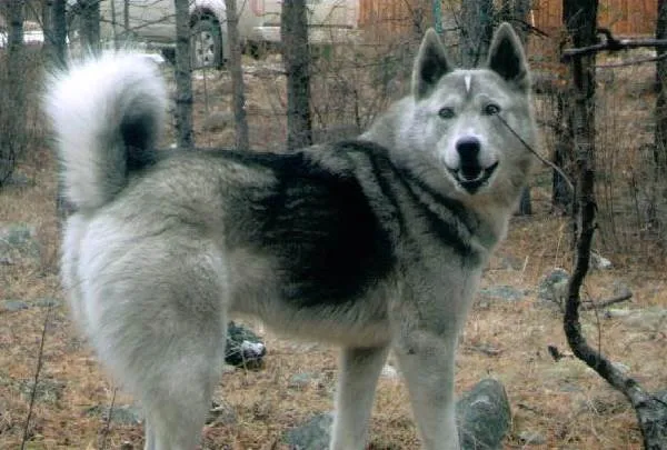 Восточно-сибирская-лайка-собака-Описание-особенности-уход-и-цена-восточно-сибирской-лайки-10