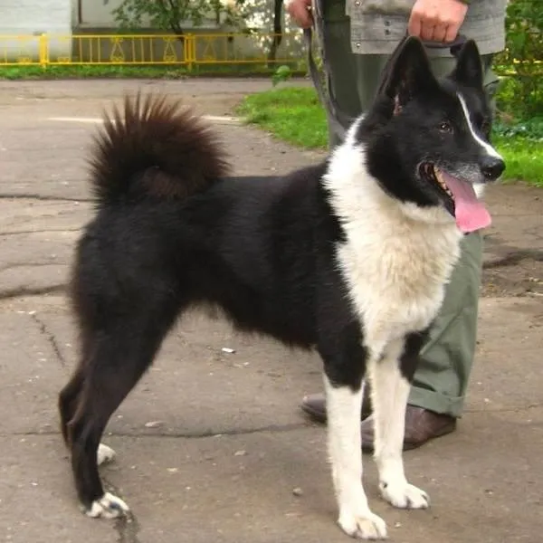 Восточно-сибирская-лайка-собака-Описание-особенности-уход-и-цена-восточно-сибирской-лайки-3