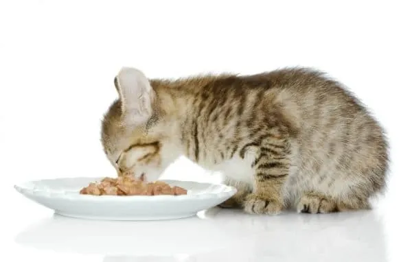 Чем кормить котенка в 3 месяца читайте статью