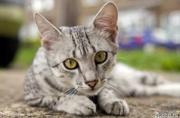 Египетская-мау-преданная-кошка-похожая-на-маленького-леопарда-8