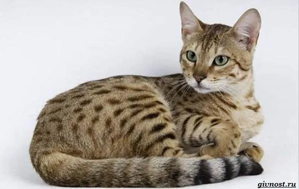 Египетская-мау-преданная-кошка-похожая-на-маленького-леопарда-13