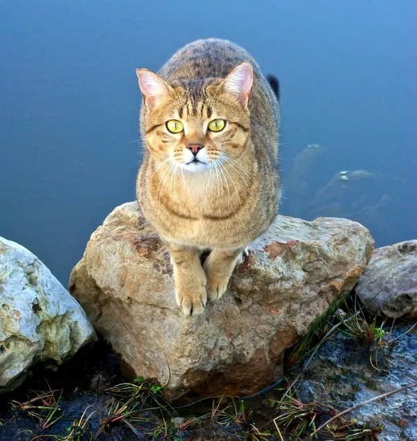 Редко какая кошка относится с такой же любовью к воде, как египетская мау. Эти кисы любят играть лапками в воде, купаться