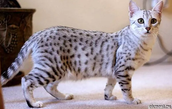 Египетская-мау-преданная-кошка-похожая-на-маленького-леопарда-12