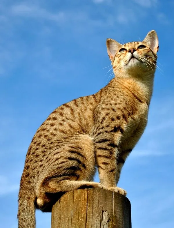 Порода египетский мау отличается любовью к своему потомству. Часто коты помогают кошкам во время родов, а после активно участвуют в воспитании малышей