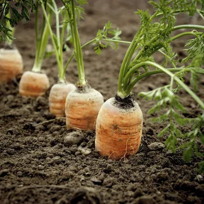 как посадить морковь