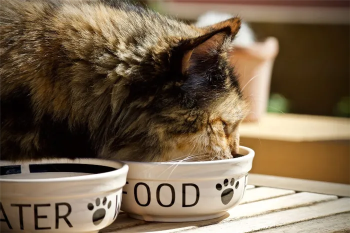 Кот за едой