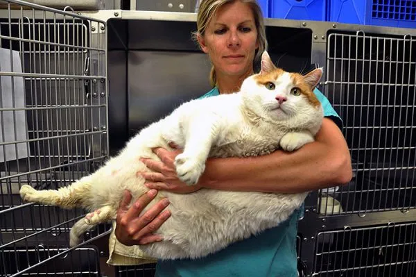 Толстый кот на руках хозяйки