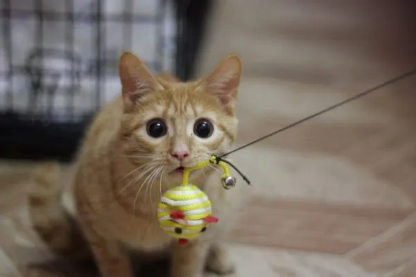 Кот с мышкой-шариком
