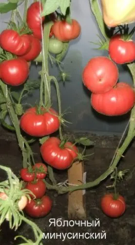 Яблочные томаты Минусинские