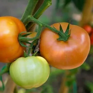 Уникальный гибрид с вкусными плодами, как с картинки - томат 