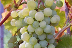 Описание и характеристики, плюсы и минусы сорта винограда Краса Севера и правила выращивания