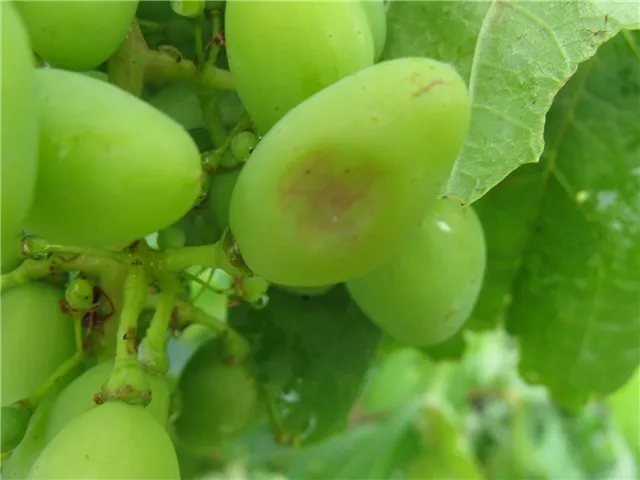Зеленый плод винограда с вдавленным коричневатым пятнышком, признак пятнистости бактериального происхождения
