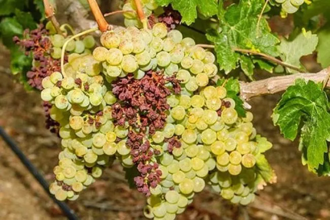Сухая гроздь винограда – паралич гребней на стадии созревания плодов