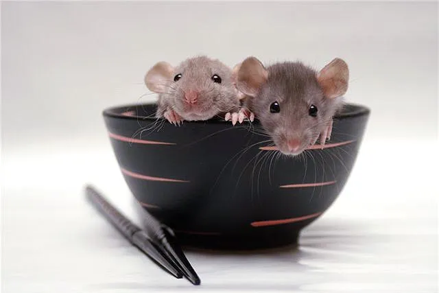 Два крысенка в тарелке
