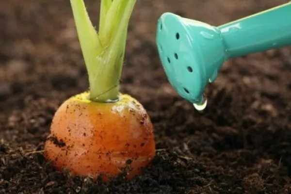 Подкормка моркови в открытом грунте: варианты удобрений