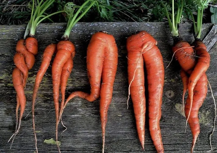 Разветвлённые корнеплоды моркови