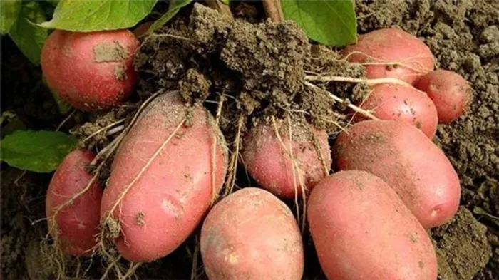 Раннеспелый устойчивый к засухе сорт картофеля 