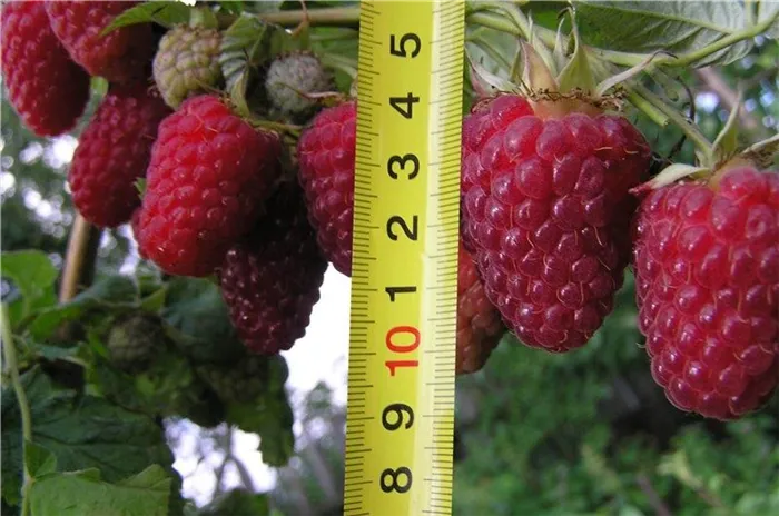 Качество и размер ягод малины Терентий зависит от условий произрастания