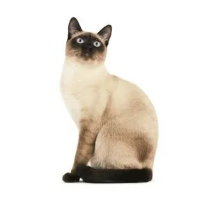Тайская кошка классического окраса