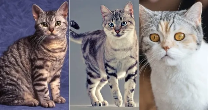 На фото Американская жесткошерстная кошка популярных окрасов