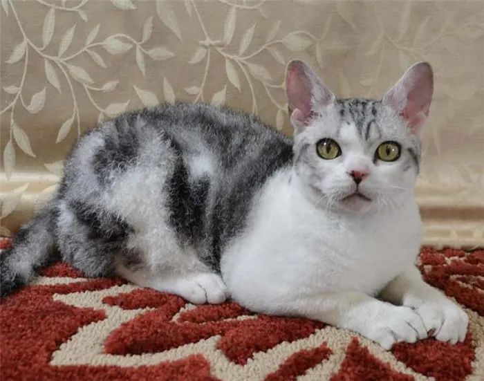 Фотография кошки породы Американская жесткошерстная кошка