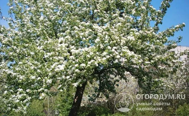 Белоснежные цветки начинают массово распускаться ближе к середине мая