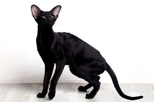 Ориентальная кошка черного окраса