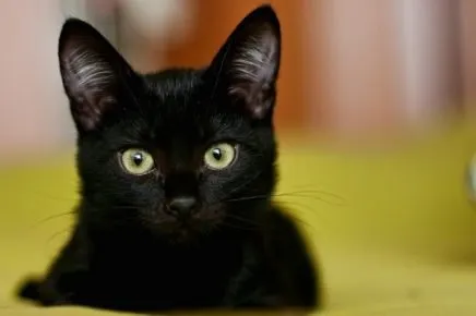 Кот чёрного цвета
