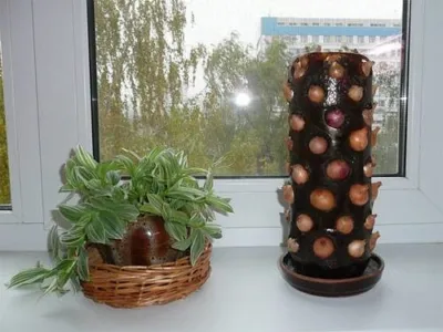 Как вырастить зеленый лук дома в пластиковой бутылке? Правила подготовки тары, посадки и выращивания