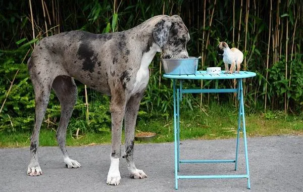Немецкий-дог-собака-Описание-особенности-виды-характер-и-фото-немецкого-дога-17