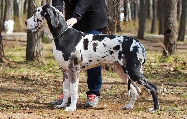 Немецкий-дог-собака-Описание-особенности-виды-характер-и-фото-немецкого-дога-13