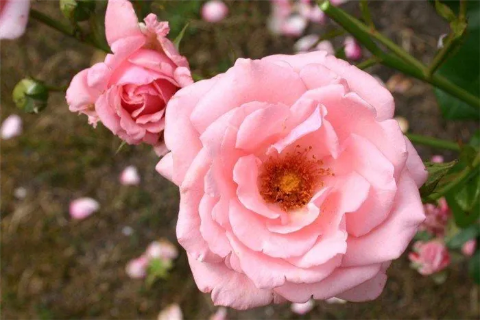 Плетистые розы – фото