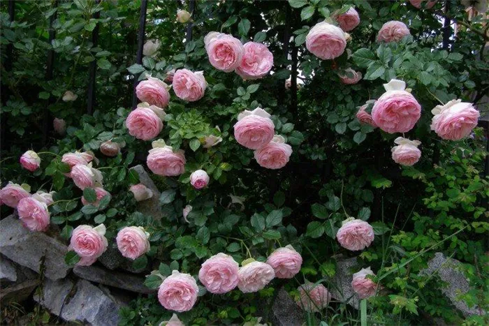 Плетистые розы – фото