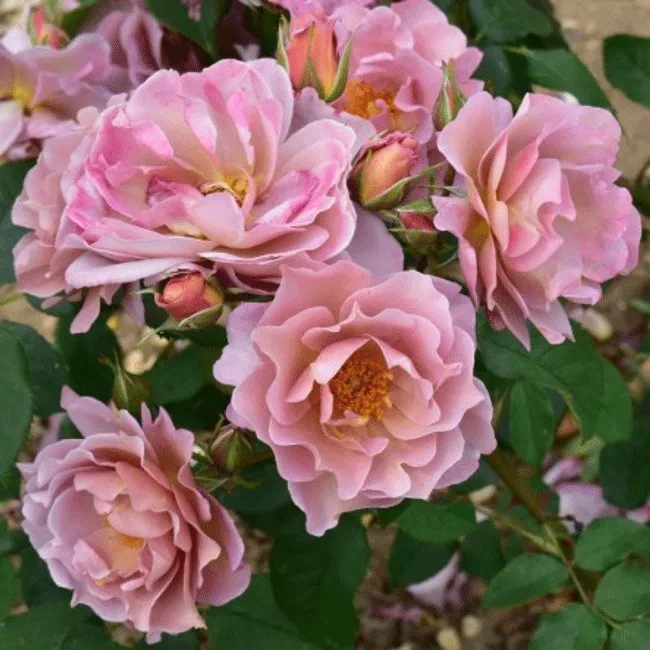 Для выращивания в домашних условиях подходят миниатюрные сорта роз