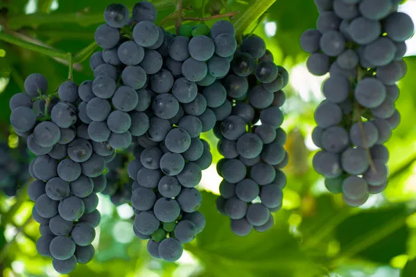 Виноград Альфа: описание сорта