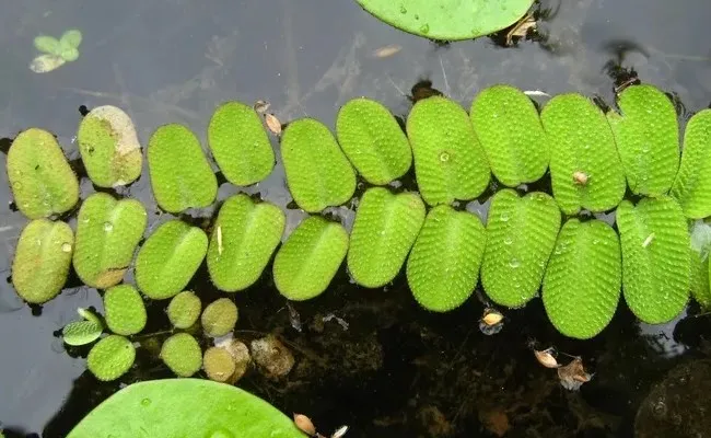 Salvinia плавающее по поверхности воды растение