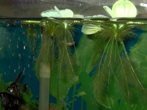 Фото 1. Растения, плавающие на поверхности аквариума. Пистия