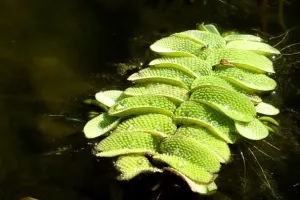 плавающие растения в аквариуме