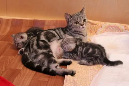 Британская мраморная кошка кормит котят, лёжа на полу