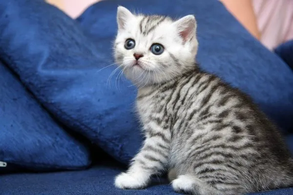 британский полосатый кот пятнистый окрас