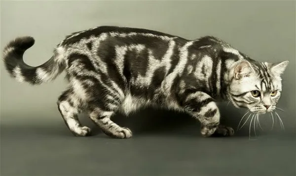 британский полосатый кот мраморный окрас