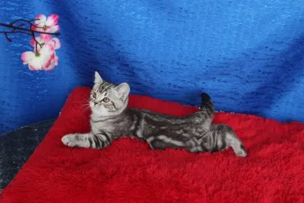 Британский мраморный котёнок лежит на красной подушечке под цветами сакуры