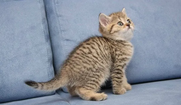 британский полосатый кот тигровый окрас
