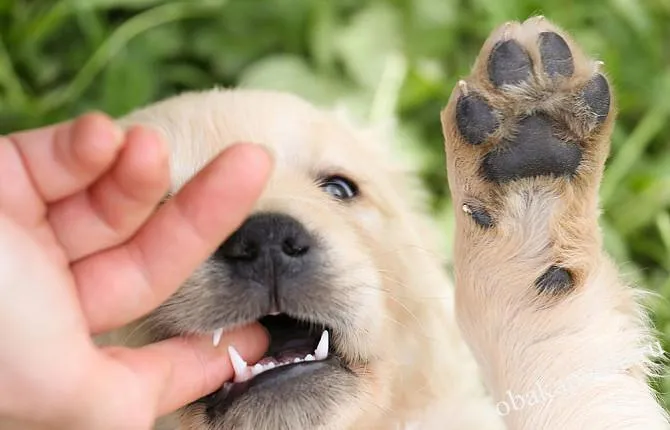 Как отучить щенка кусаться
